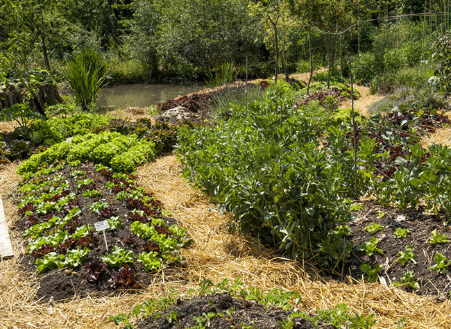 Potager - écologie - soutien - permaculture - Pipriac - ille et vilaine