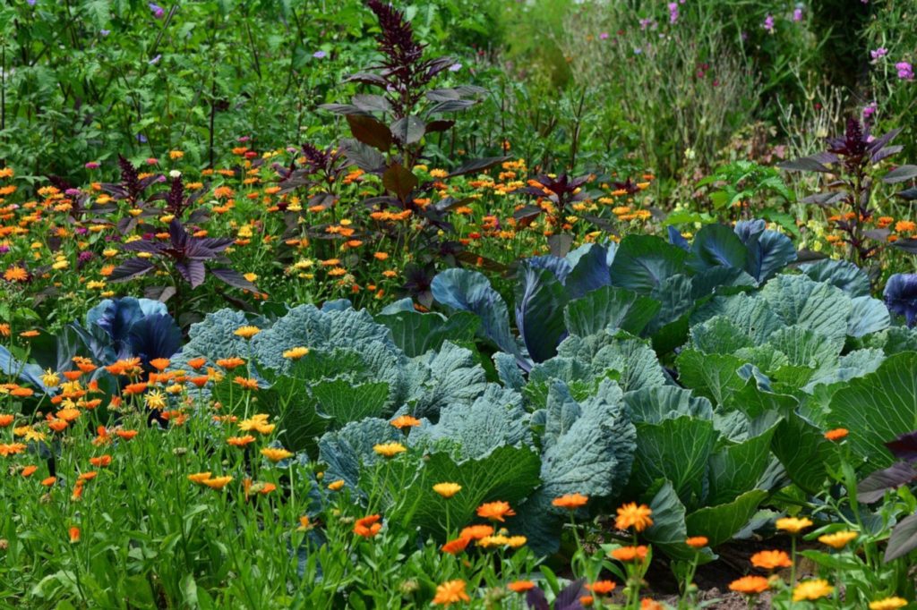 Potager - écologie - soutien - permaculture - Pipriac - ille et vilaine