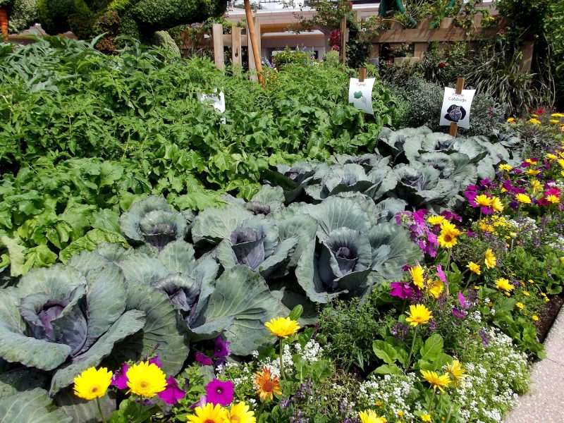 Potager - écologie - soutien - permaculture - Pipriac - ille et vilaine