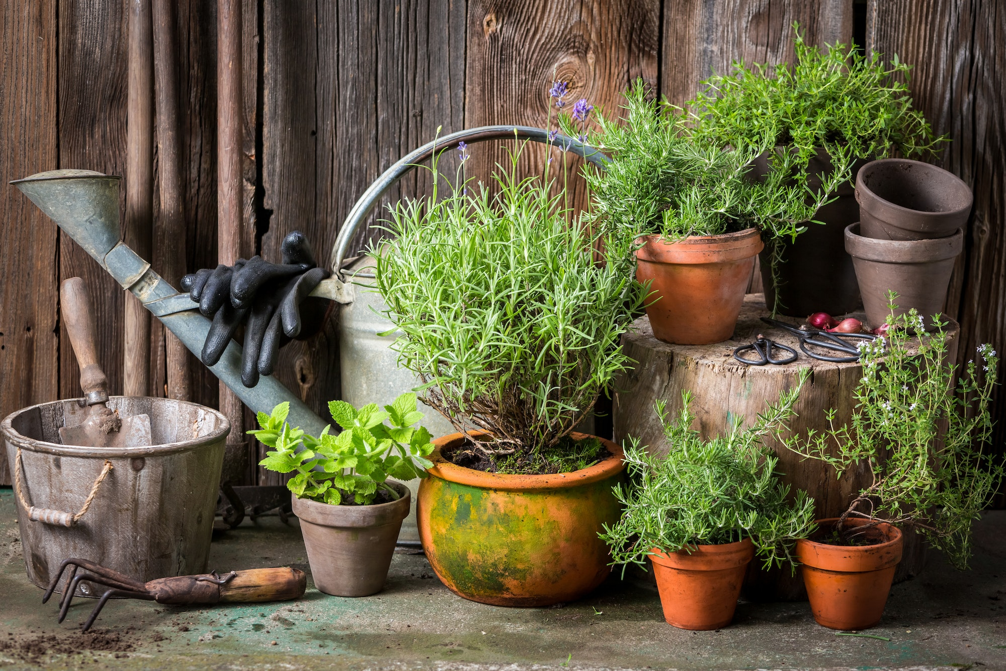 Potager - écologie - soutien - permaculture - Pipriac - ille et vilaine